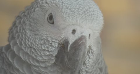 African Grey Parrot Yawns Wildly Shaking Its Head and Showing Its Long Black Tongue. Head Only. Close Shot.