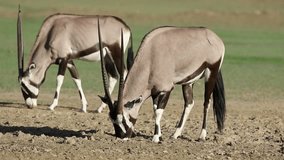 Gemsbok antelopes (Oryx gazella) eating salty soil, Kalahari desert, South Africa
