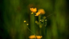 Buttercup flowers in close up. Full HD RAW video