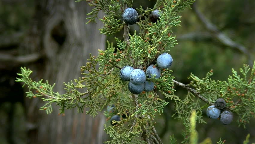 Cade Plant Stock Video Footage - 4K and HD Video Clips | Shutterstock