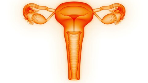 Female Reproductive System. 3D