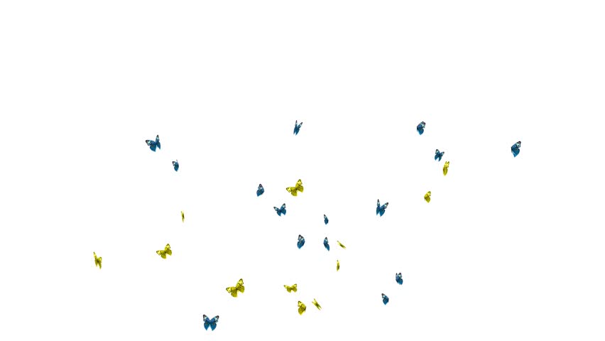 Butterflies On Black And White Stock Footage Video 100 Royalty Free 16767478 Shutterstock