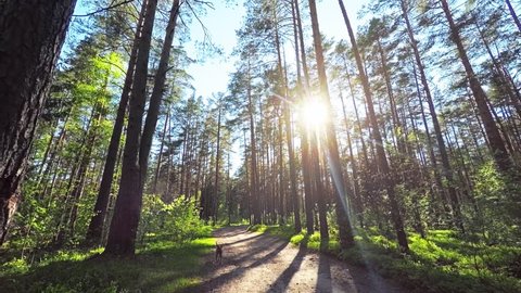 Sunset in the pine forest. Smooth steady camera shot slides along dirt road, wide panoramic lens, sun flare shining through tall tree trunks. Happy dog running forwards.