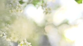 Spring Blossom art design. Bird cherry. Orchard scene. Blossoming tree with sunbeams. Beautiful green nature background. Bird-cherry blooming aroma flowers