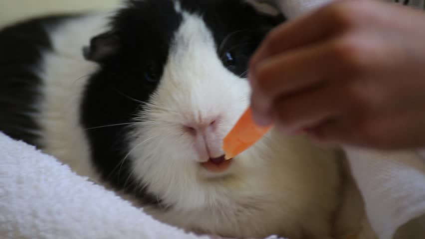 Image showcasing Guinea Pig Eating Carrot Stock Footage Video (100% Royalty-free ...