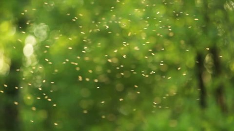 Swarm of mosquitoes in the forest, against the light, on green background.