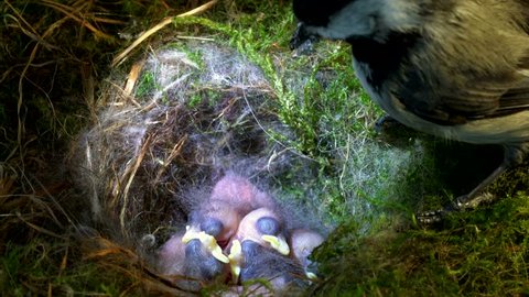 The Chickadee has tried many times to feed babies with a big piece of food. Finally, one of the baby has a wider throat to swallow it.