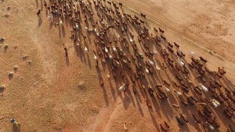 aerial cattle muster, aerial view in outback Australia, more than 500 cattle 