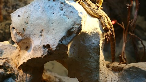 bearded lizards. Zoo Madrid, Spain. Filmed in May 2016.