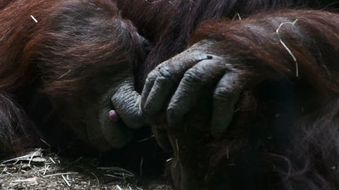 orangutan masturbating. Zoo Madrid, Spain. Filmed in May 2016.