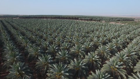 Development of agriculture. Date palms - an oasis in the desert. Aerial shot of the date plantations