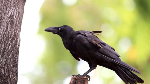 Black crow standing on tree