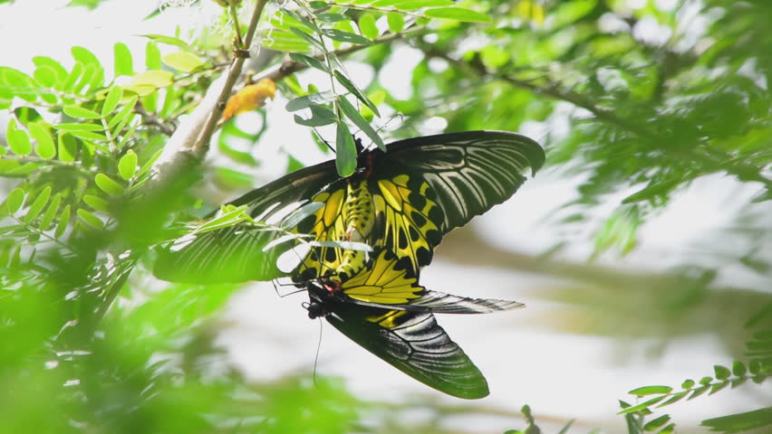 Reproduction of butterflies. in the garden