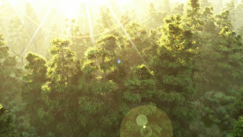 aerial over forest at sunset