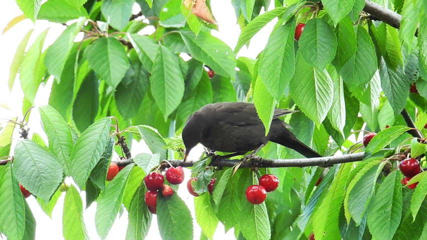 birds eating cherries