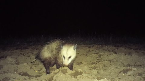 Opossum (Didelphis virginiana), the only marsupial in North America north of Mexico, scavenging on an May night in Georgia.