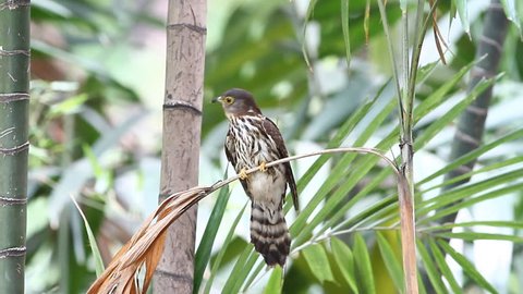 Bird Hodgson's Hawk Cuckoo(Hierococcyx nisicolor)in The tropical forests of Thailand