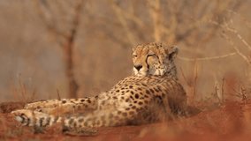 An adult Cheetah, Acinonyx jubatus, annoyed by flies, lying in dry savanna  against blurred reddish background in typical KwaZulu Natal's environment. Ground level video shooting, South Africa.
