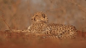 Cheetah, Acinonyx jubatus realxing in dry savanna in the colorful evening light against blurred reddish background in typical KwaZulu Natals environment. Ground level video shooting, South Africa.