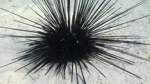 Black diadem sea urchin (Echinothrix diadema) on sandy bottom in search of food on Coral Reef. Amazing, beautiful underwater marine sea world Red Sea and life of its inhabitants, creatures and diving.