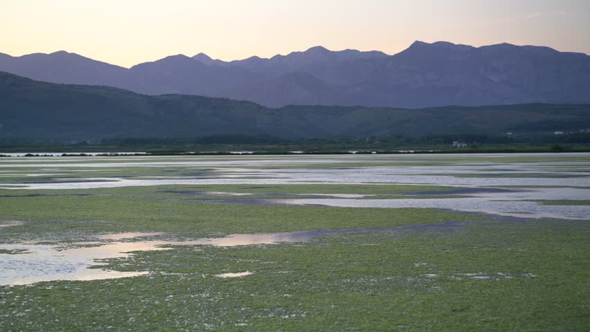 view of the wildlife in the sunset