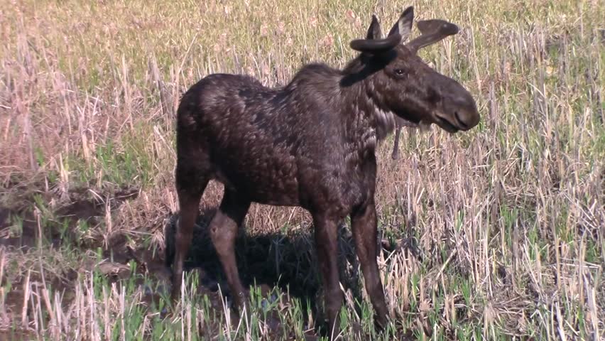Male moose in Algonquin Park, Ontario - Canada