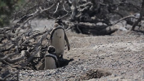Two Magellanic penguin resting in windy condition at Punta Tombo, Argentina