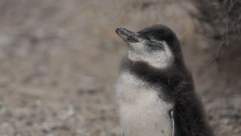 A close-up of a Magellanic penguin chick at Punta Tombo, Argentina