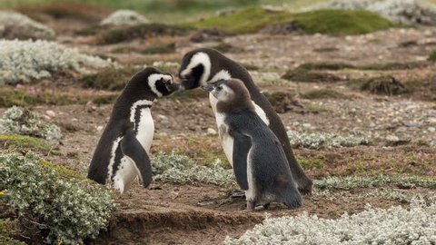 2 adult Magellanic penguins with chick at Otway Sound Penguin Colony, Chile
