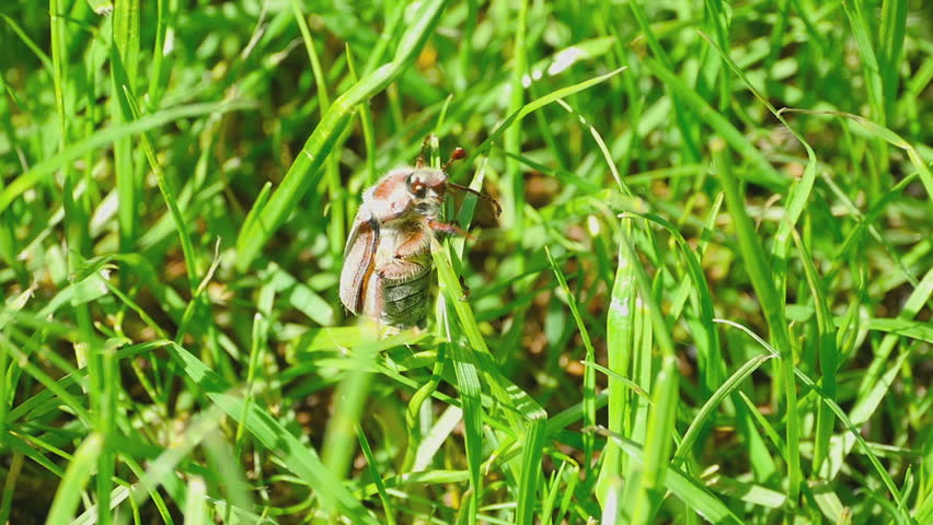 Grass bug. May bug.