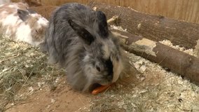 Rabbit eat the carrot
