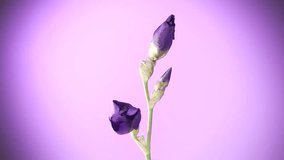 
Two purple iris bloom on a violet background.  Time lapse. High speed camera shot. Full HD 1080p. Timelapse