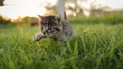 Cute kitty with blue eyes walking on the garden.  Striped, relax, sleep, red, grey, nature, expression, blue, love, play, gray, cute cat, fluffy, kitty, pet, kitten, cat, animal, domestic, cute, 