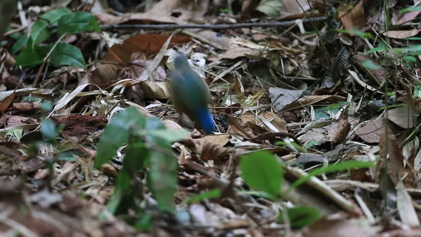 Blue-naped Pitta (Hydrornis nipalensis) in nature of Thailand. (rare and beautiful bird)