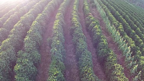 Coffee plantation in a sunny morning in Brazil. Coffee plant. Aerial view