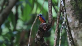 Video bird. Beautiful Bird. Blue-eared Kingfisher in nature of Thailand.
