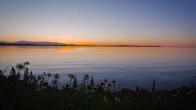 Beautiful daisies in the grass on the shore of the blue ocean at sunset background. Landscape video. 4K, high bit rate, UHD.