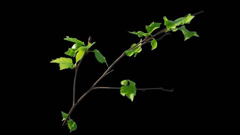 Time-lapse of blooming birch tree branch with opening leaves buds with alpha transparency channel , isolated with black and white luminance matte, perfect for film, digital composition