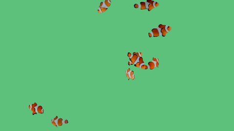 A school of clownfish swimming playfully around an aquarium on green screen.