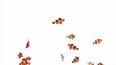 A school of clownfish swimming playfully around an aquarium on white background.