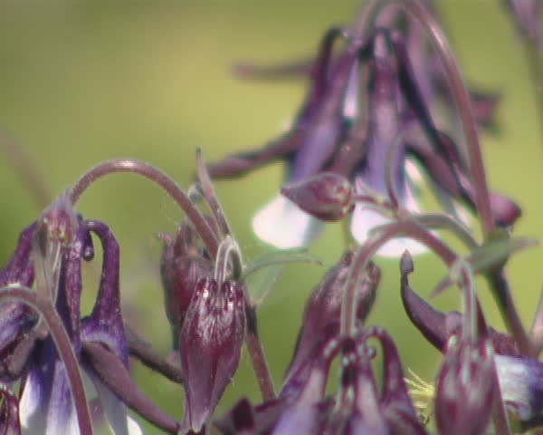 Bell Shaped Flower Blooms Moving Wind Stock Footage Video (100% Royalty 