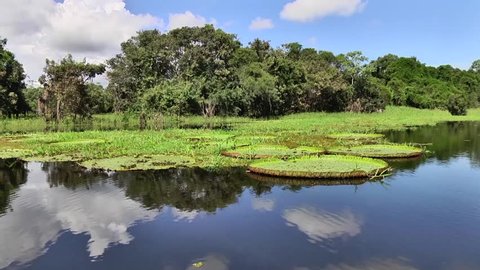 Victoria Amazonica,  Victoria Regia floating on the river, Manaus, Brazil 2016
