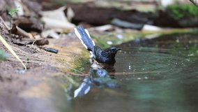 Video bird, Hill blue Flycatcher swimming in the stream of nature Thailand.