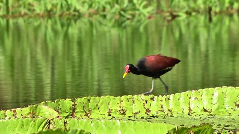 jacana, jesus bird walking on the Victoria Amazonica,  Victoria Regia floating on the river, Manaus, Brazil 2016
