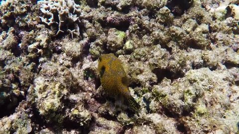 Yellow boxfish underwater in Siam Gulf