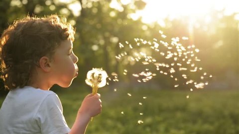 Boy blowing on dandelion beautiful sunset light