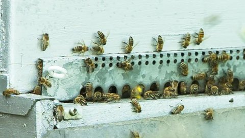 France - October 24, 2015: Honeybees emerging from artificial hive