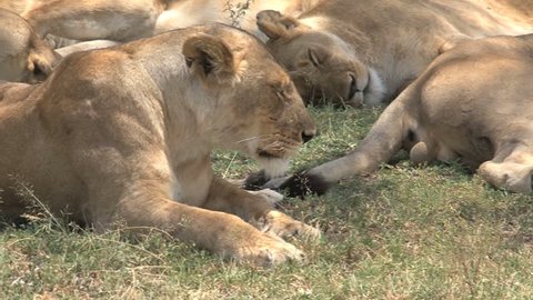 Lions in Masai Mara reserve