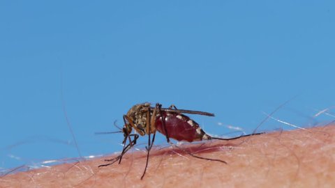 Close-up shot of a mosquito blood sucking on human skin
