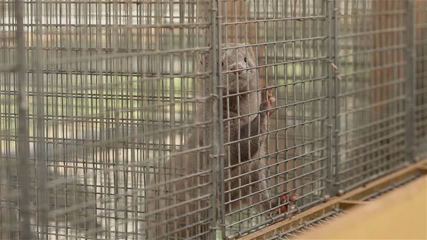 grey mink in a cage, the breeding of mink